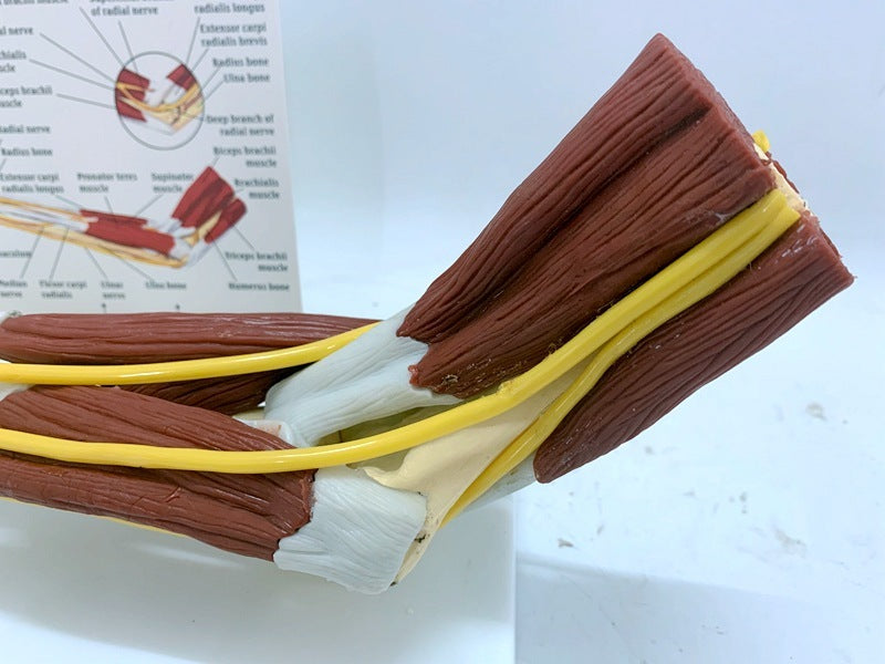 Ligament Joint Model Into Muscle Nerve Anatomy Human Skeleton Skull Arm Teaching Aid
