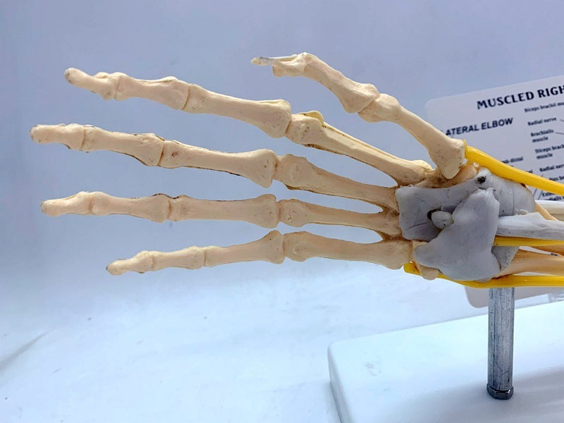 Ligament Joint Model Into Muscle Nerve Anatomy Human Skeleton Skull Arm Teaching Aid