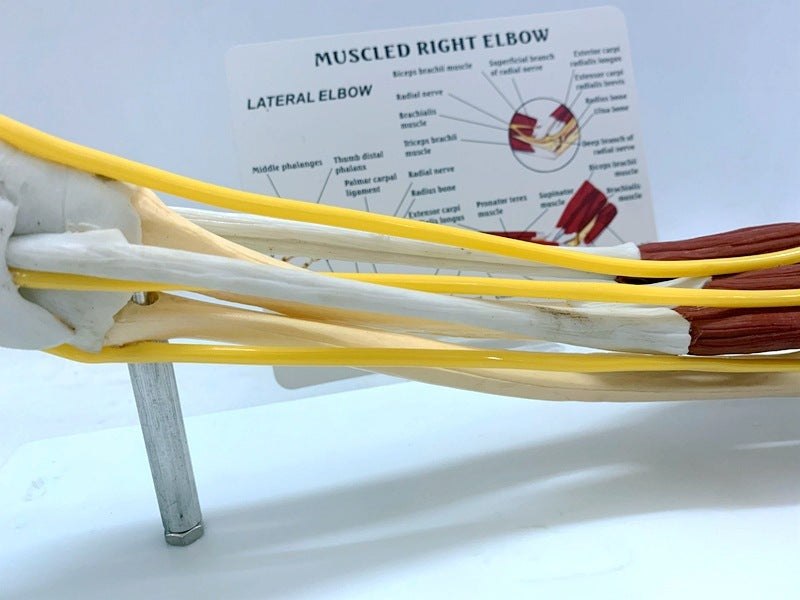 Ligament Joint Model Into Muscle Nerve Anatomy Human Skeleton Skull Arm Teaching Aid